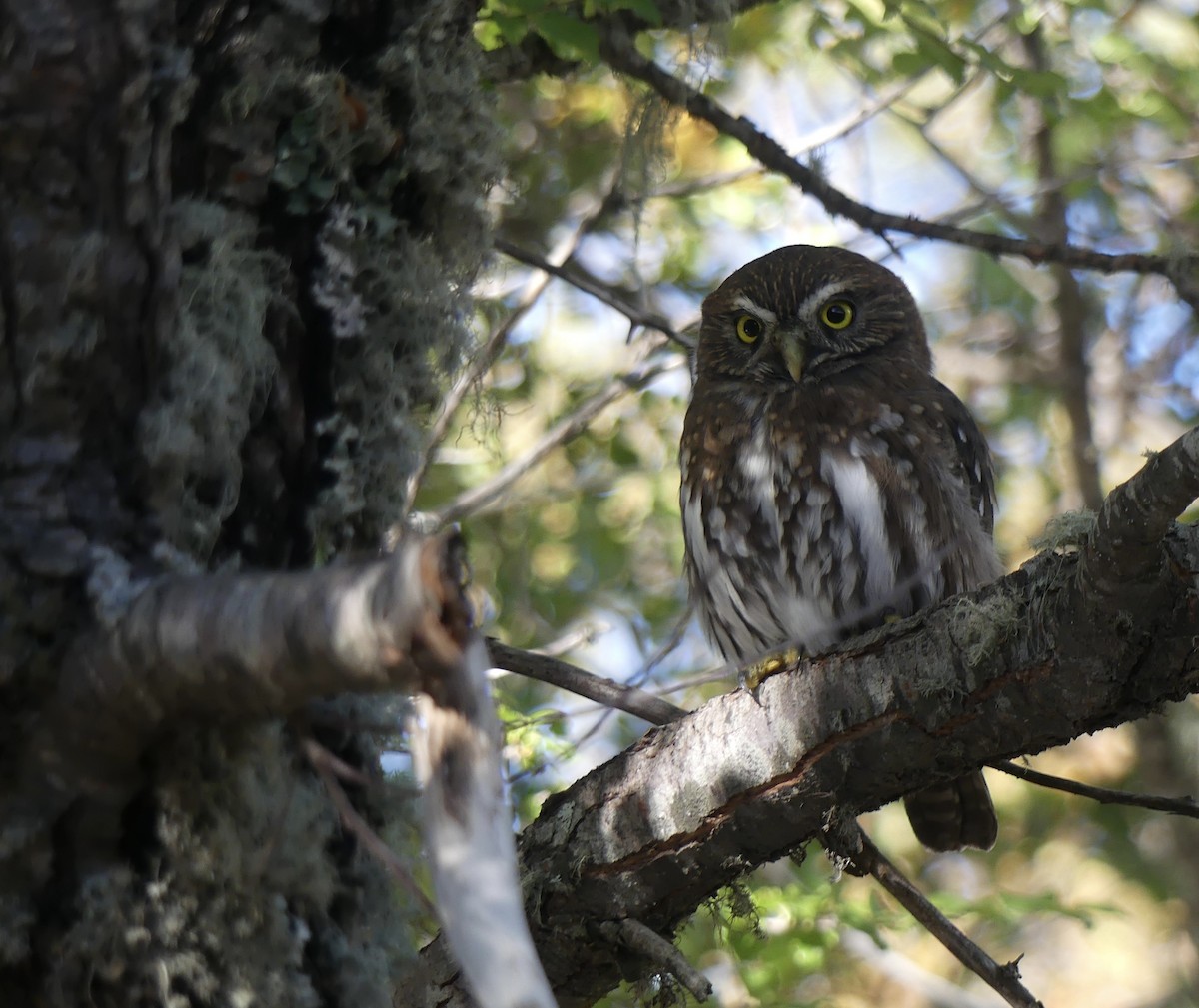 Austral Pygmy-Owl - ML618340449