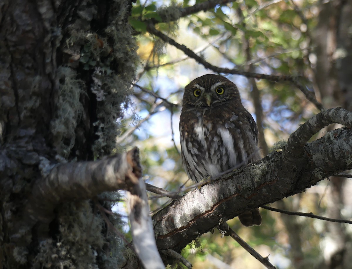 Austral Pygmy-Owl - ML618340450