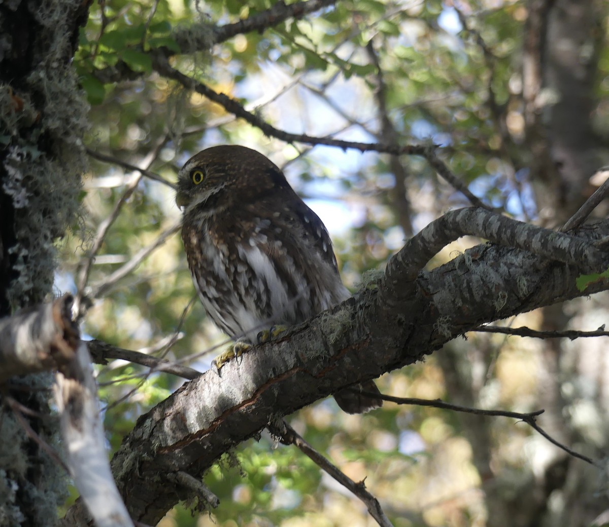Austral Pygmy-Owl - ML618340451