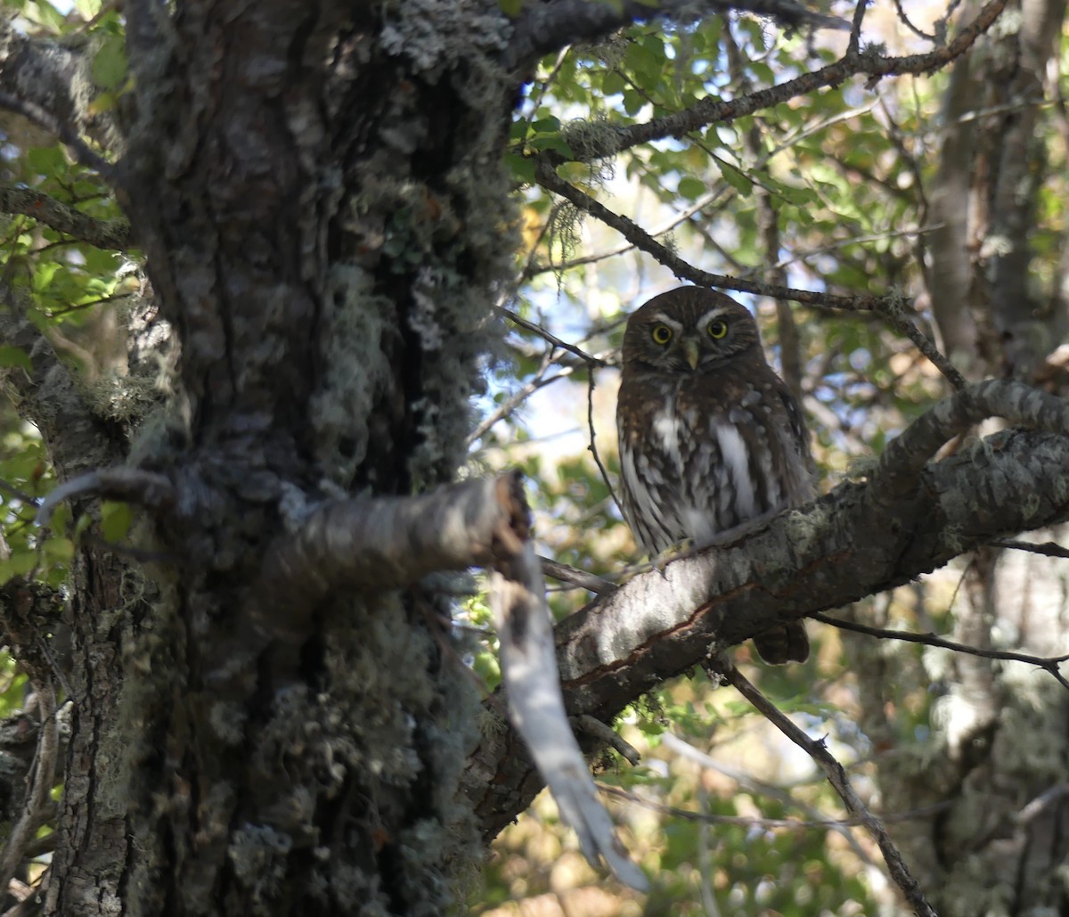 Austral Pygmy-Owl - ML618340452