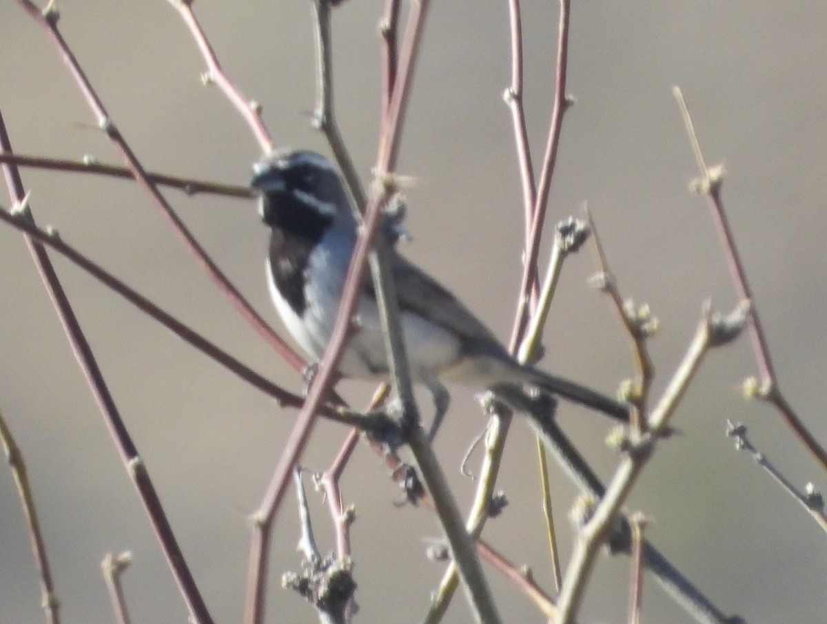 Black-throated Sparrow - ML618340458