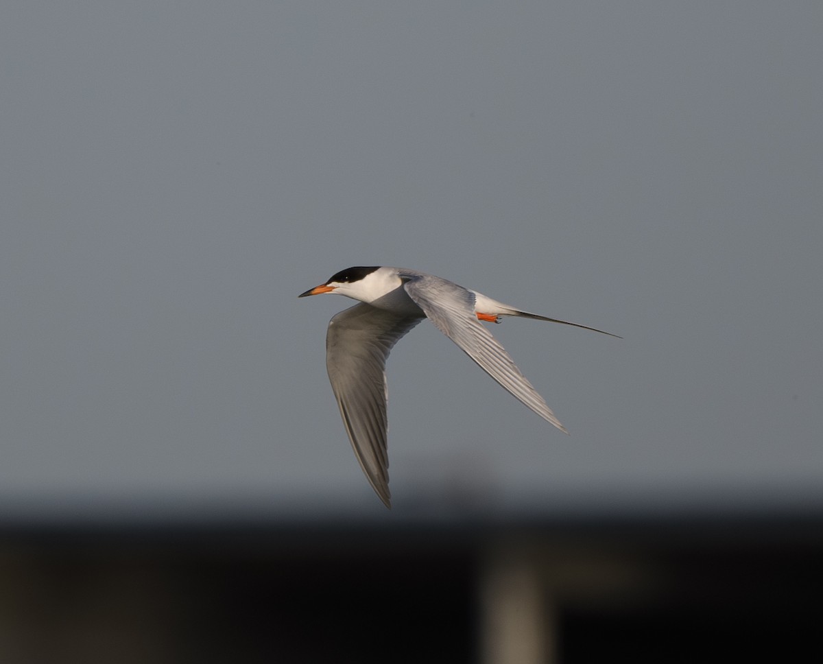 Forster's Tern - Joshua Greenfield