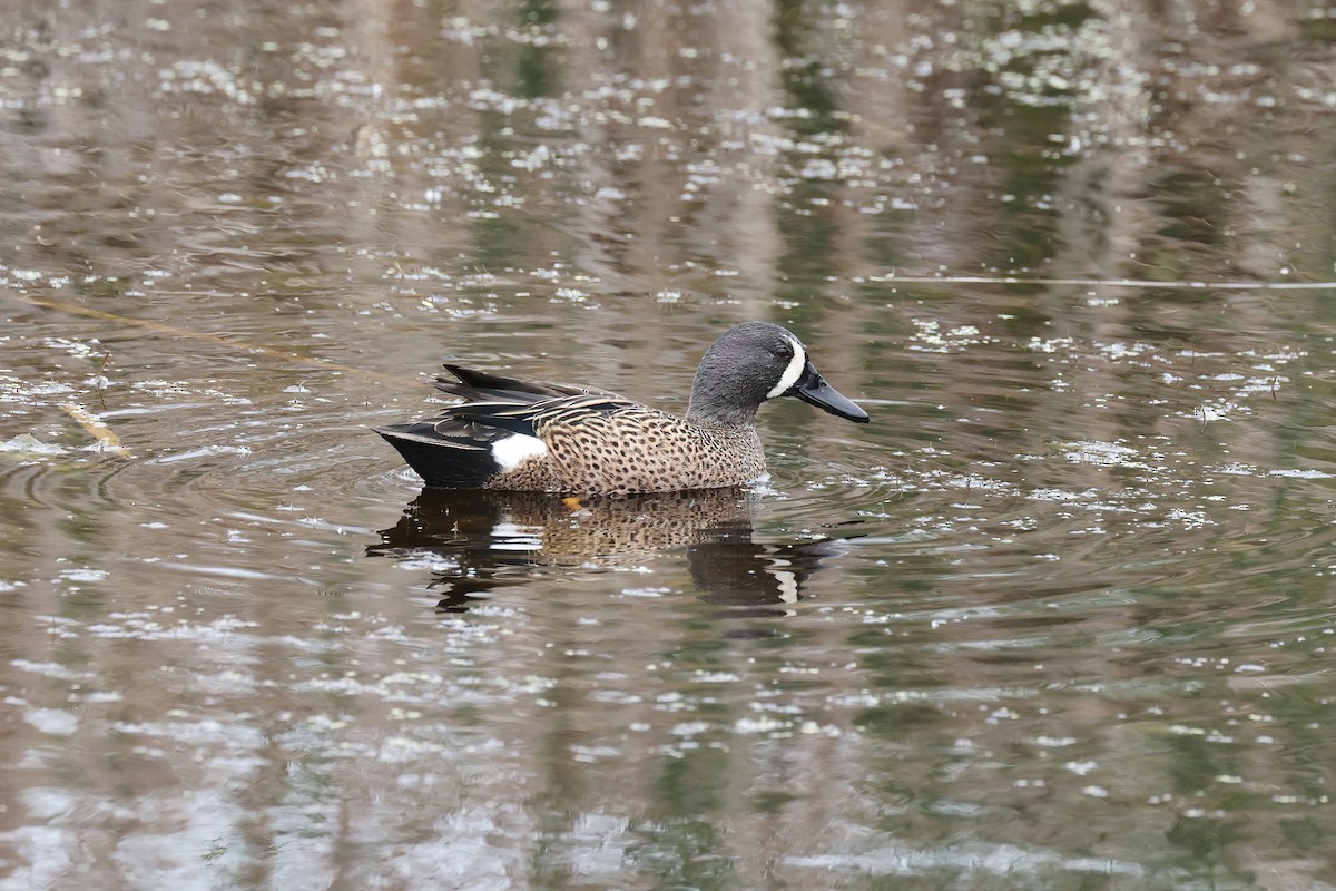 Blue-winged Teal - ML618340485