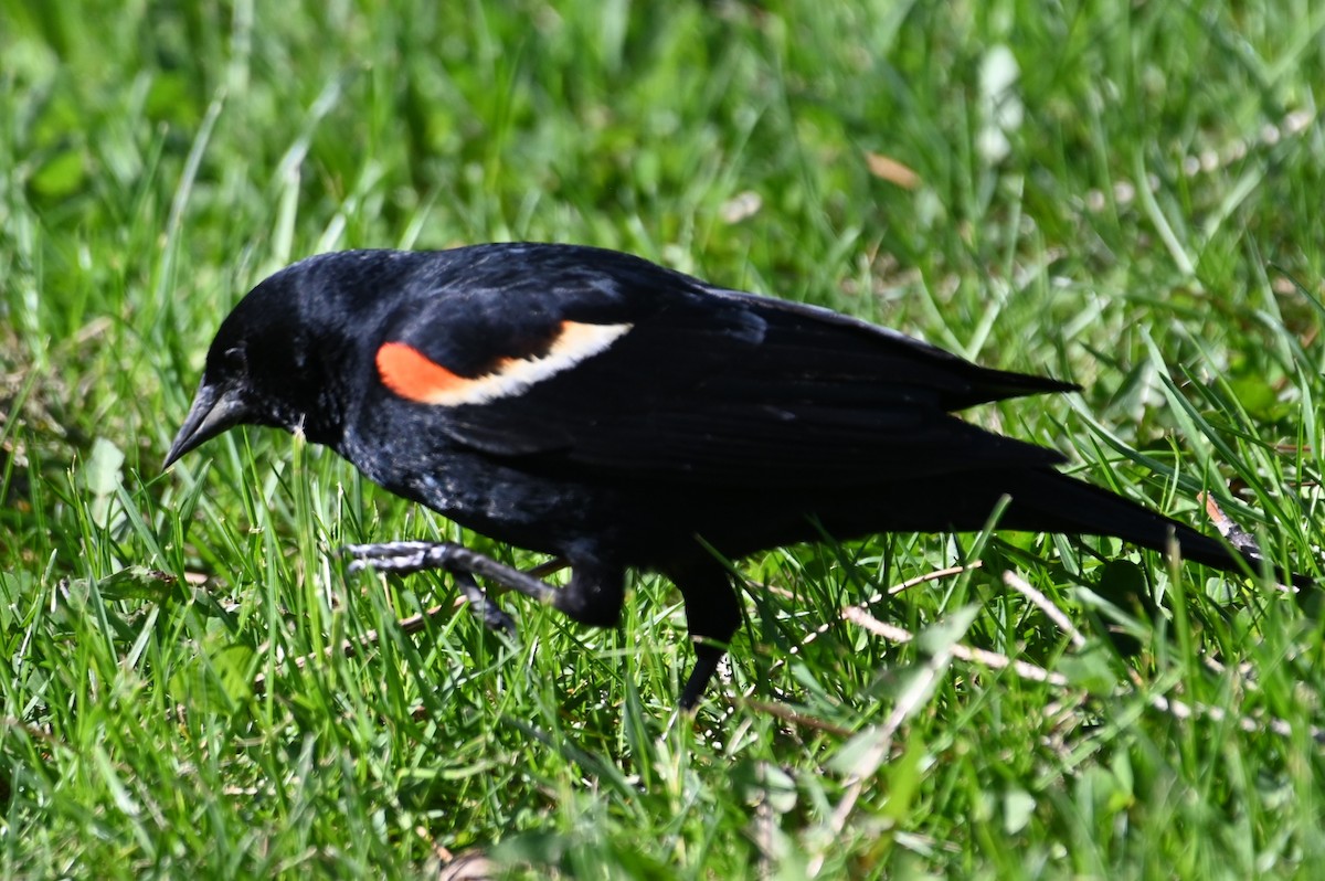 Red-winged Blackbird - ML618340490