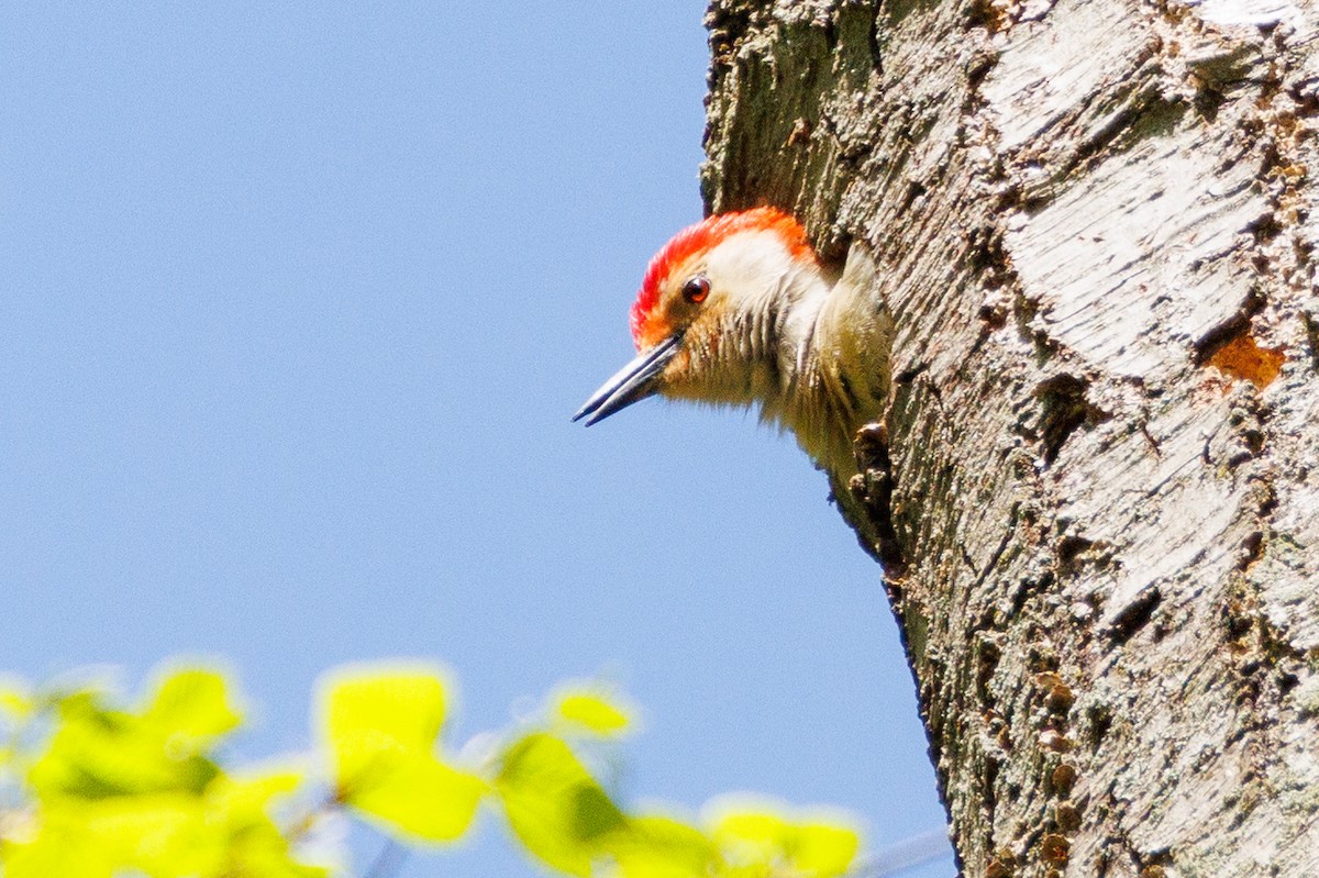 Red-bellied Woodpecker - ML618340494