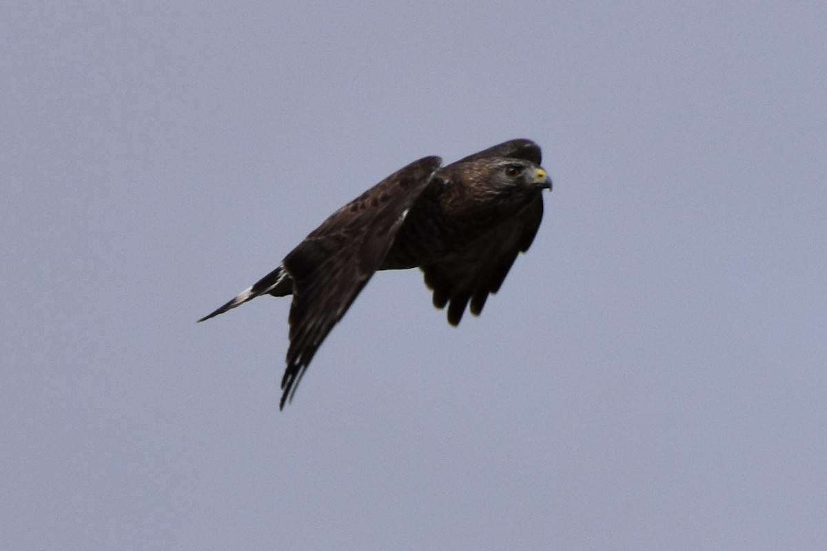 Broad-winged Hawk - ML618340519