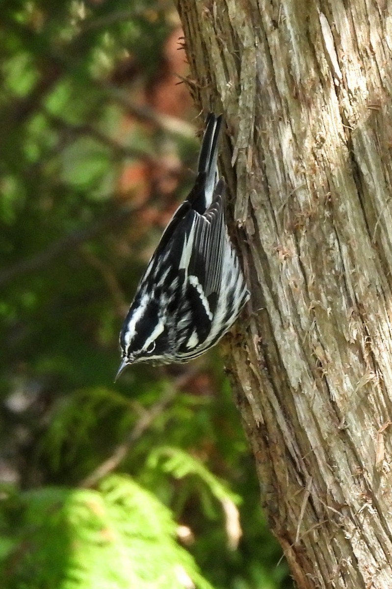Black-and-white Warbler - ML618340543