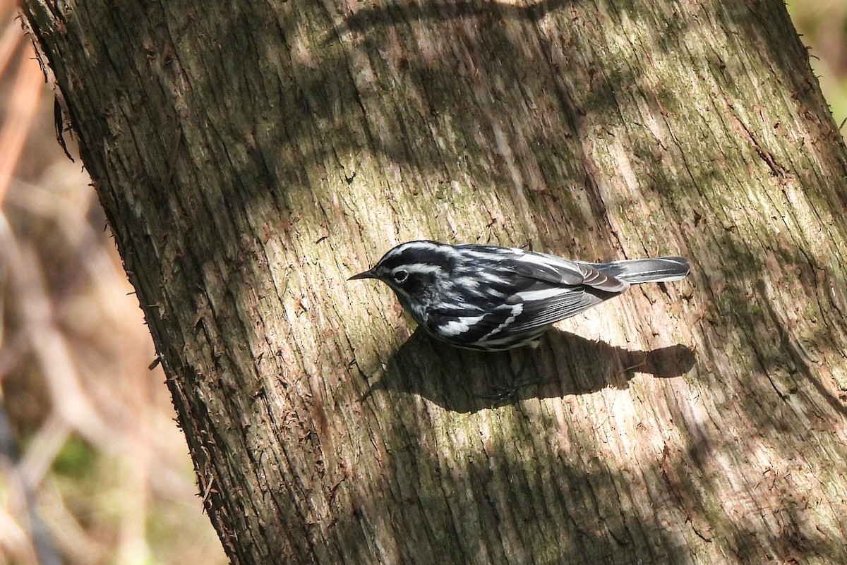 Black-and-white Warbler - ML618340544