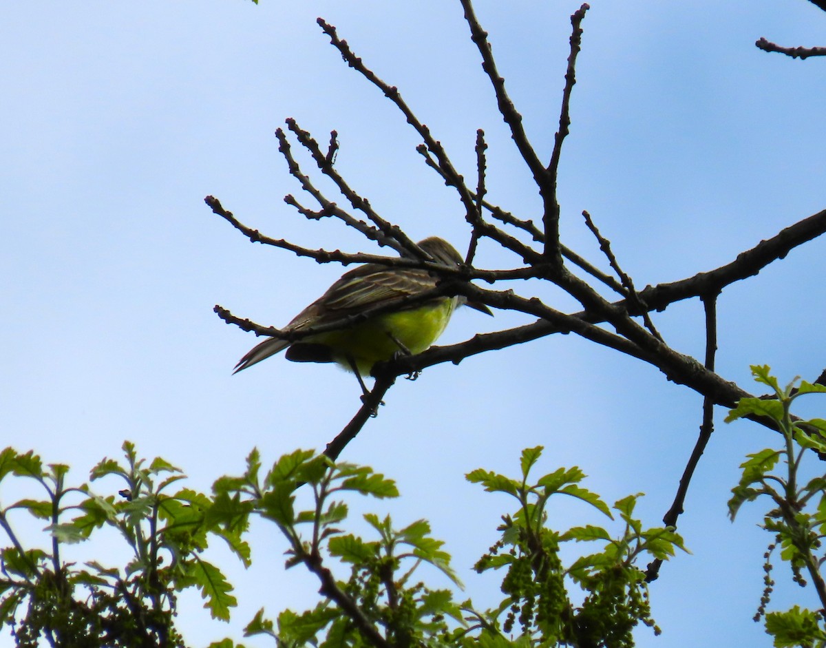 Great Crested Flycatcher - ML618340595