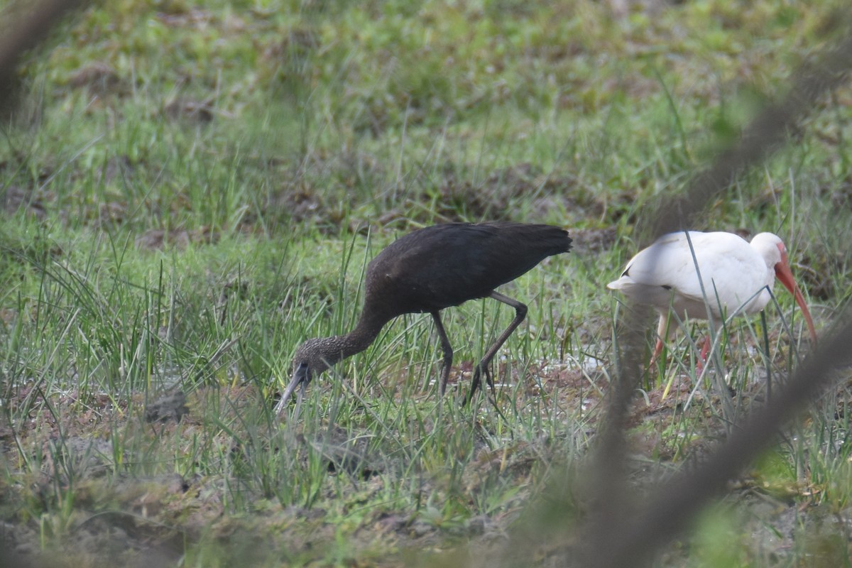 ibis hnědý - ML618340611
