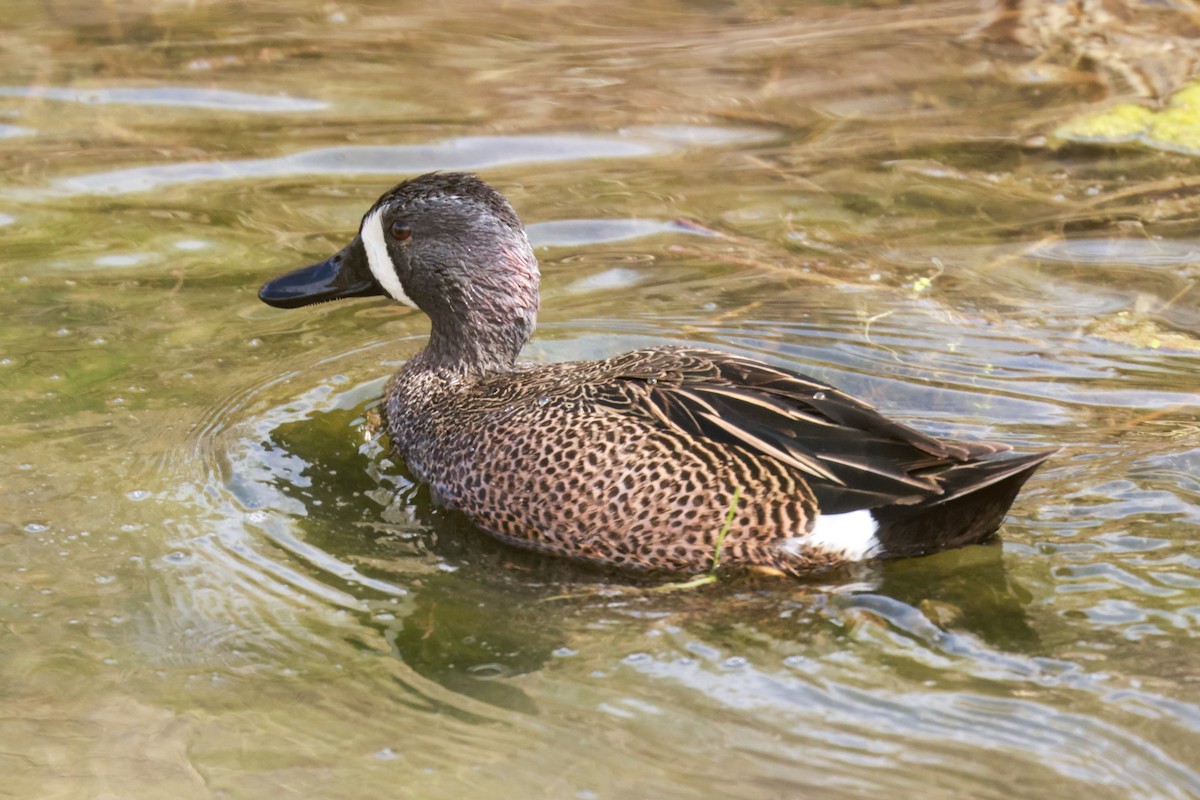 Blue-winged Teal - ML618340673