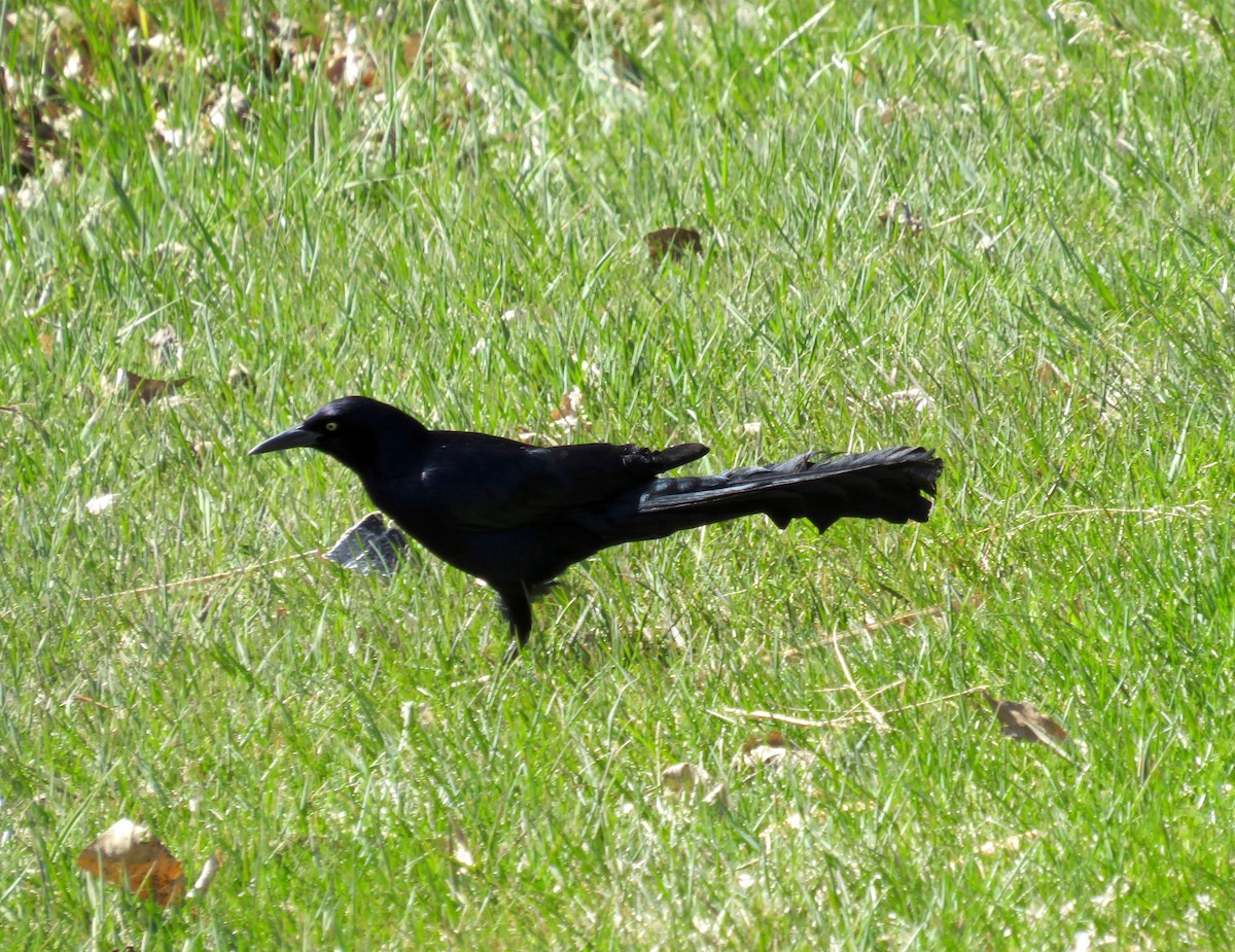 Great-tailed Grackle - ML618340676