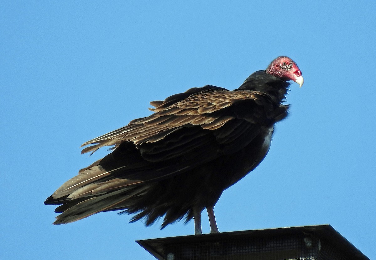 Turkey Vulture - Theresa Dobko (td birder)