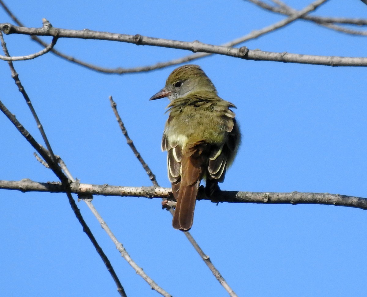 Great Crested Flycatcher - ML618340738