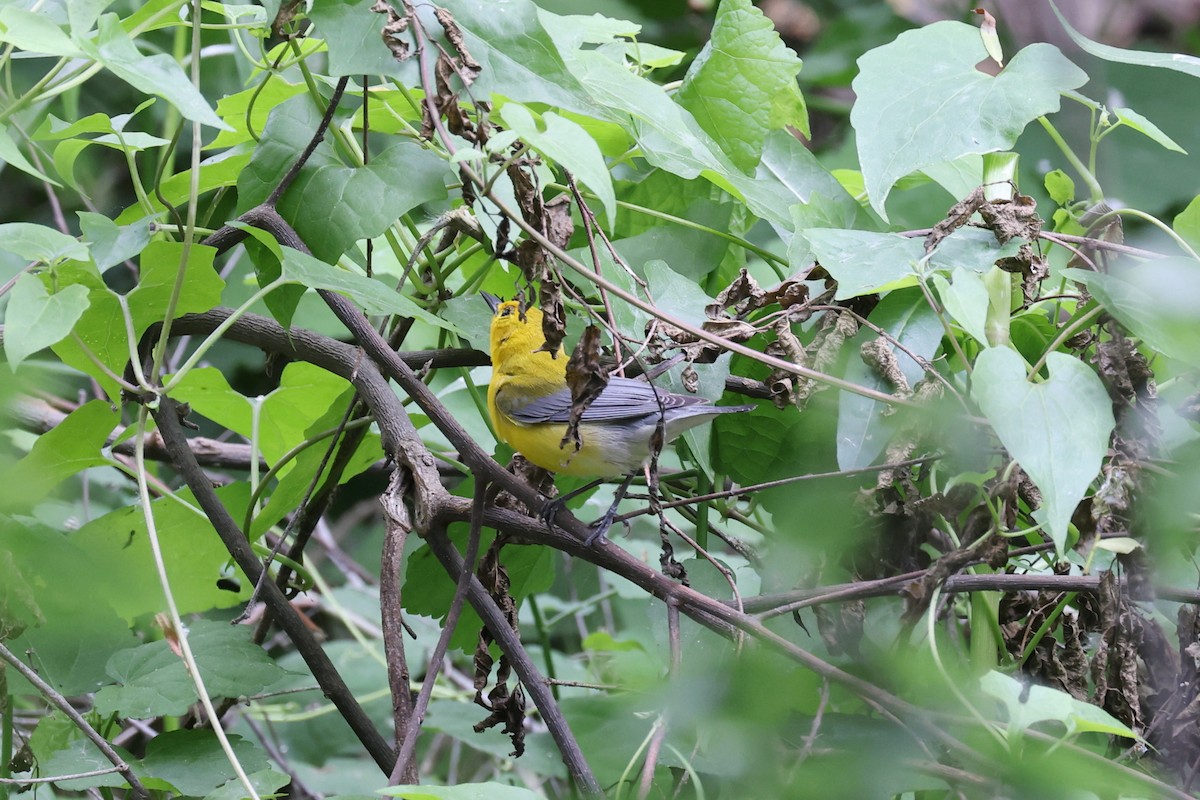 Prothonotary Warbler - ML618340746