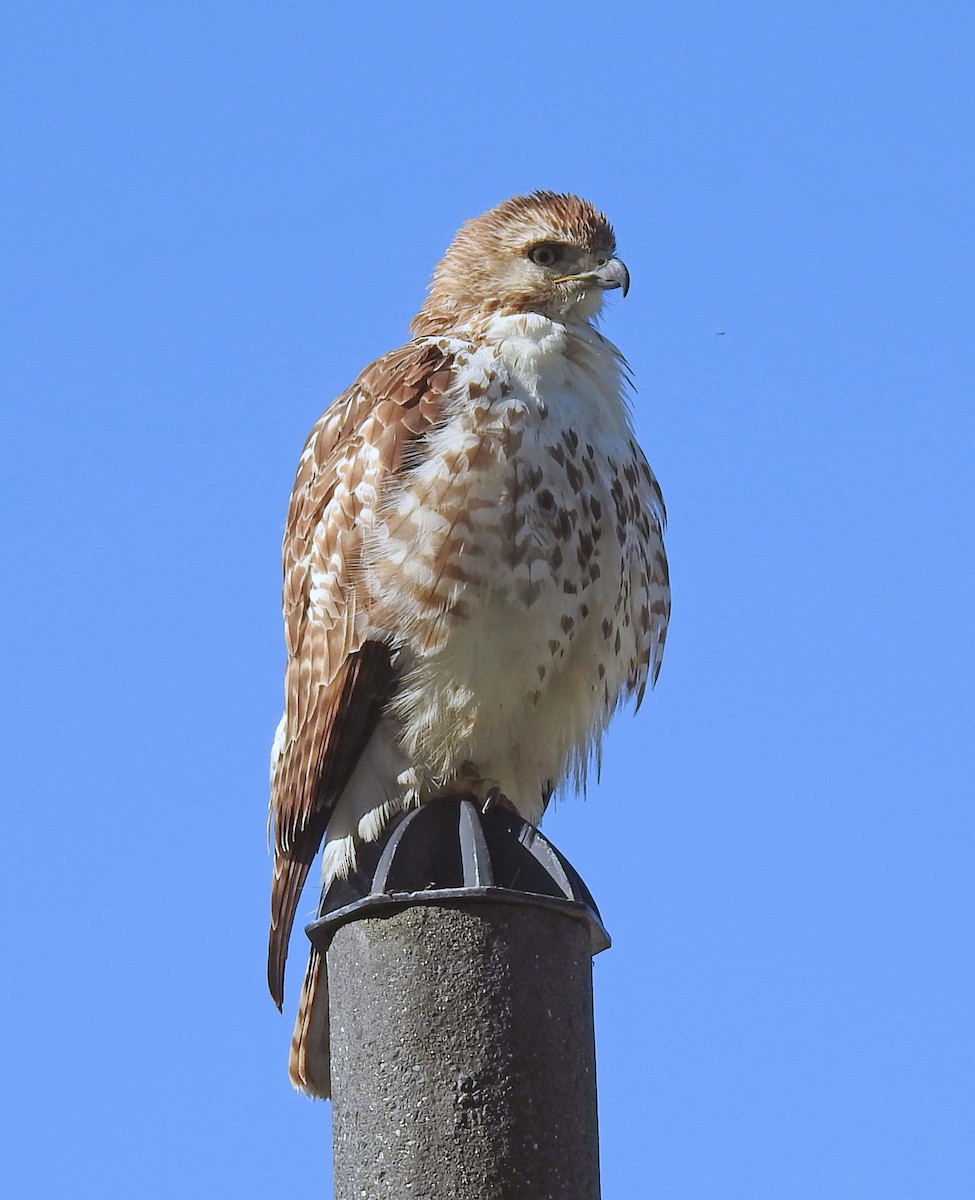 Red-tailed Hawk - ML618340764