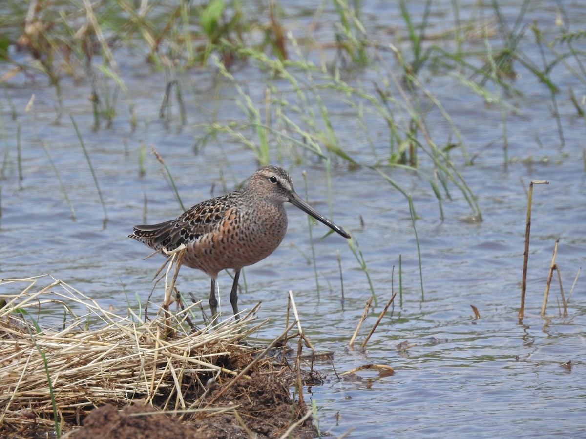Long-billed Dowitcher - ML618340767