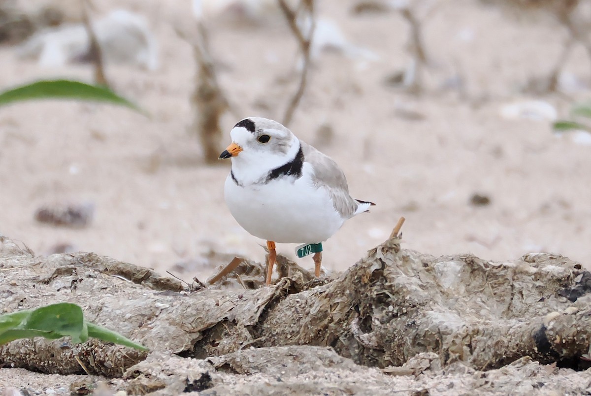 Piping Plover - ML618340798
