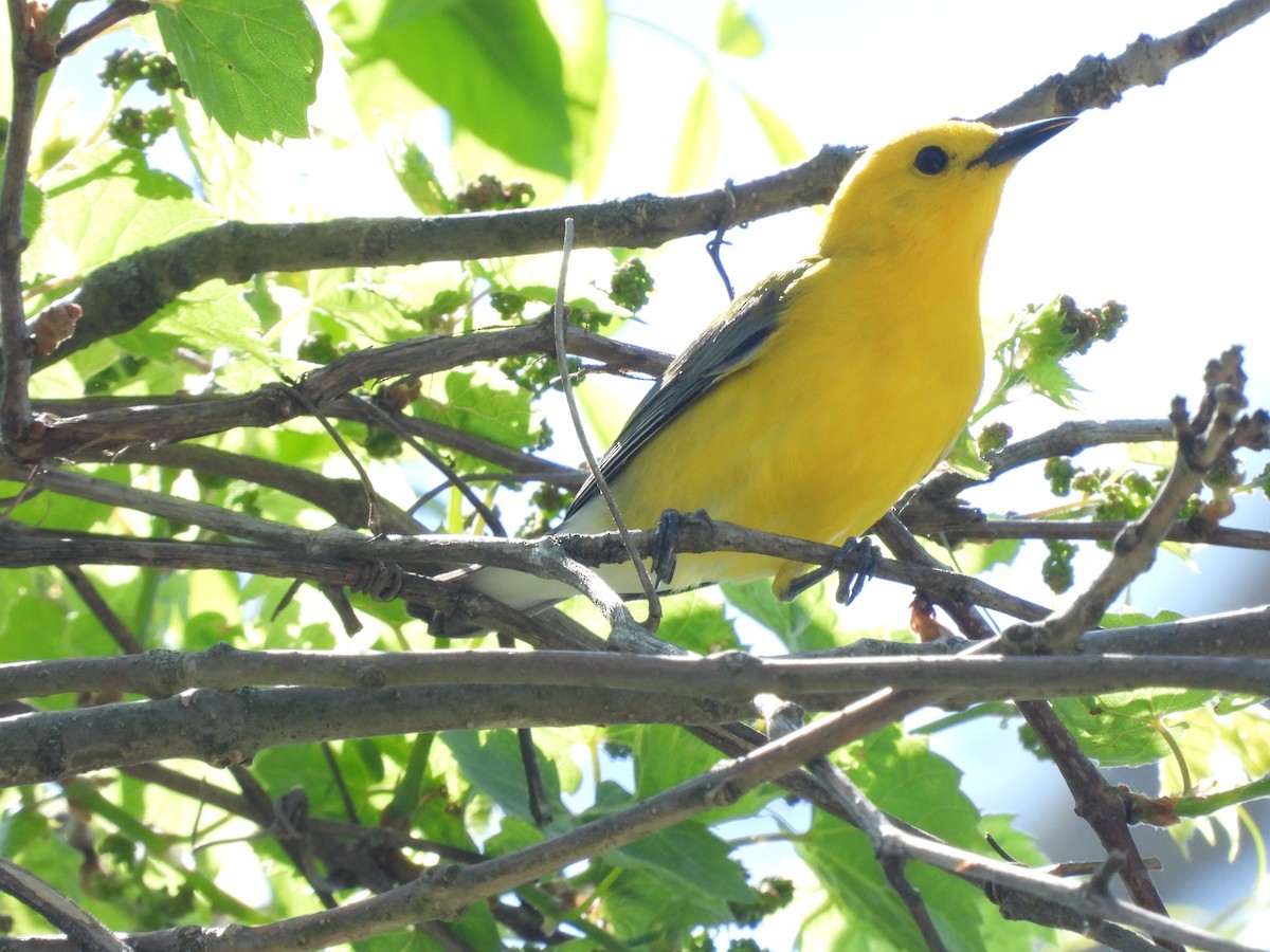 Prothonotary Warbler - ML618340799