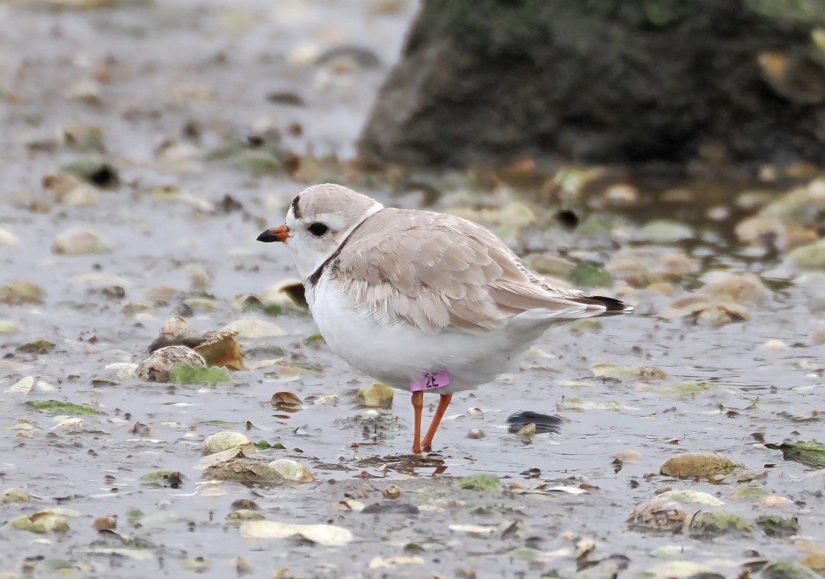 Piping Plover - ML618340801