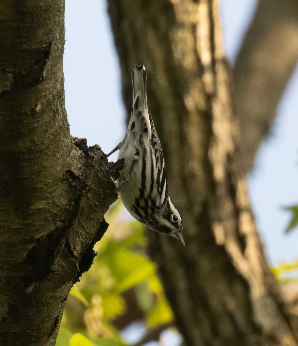 Black-and-white Warbler - ML618340805