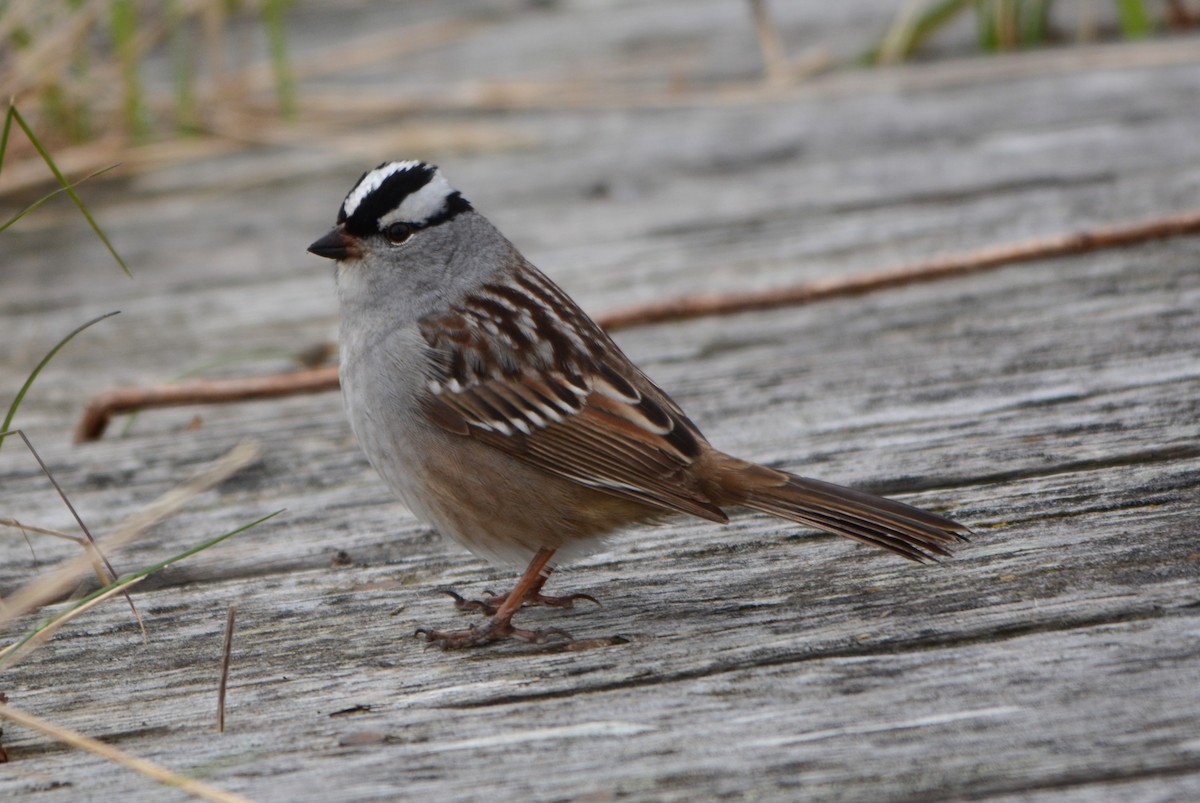 White-crowned Sparrow - ML618340809