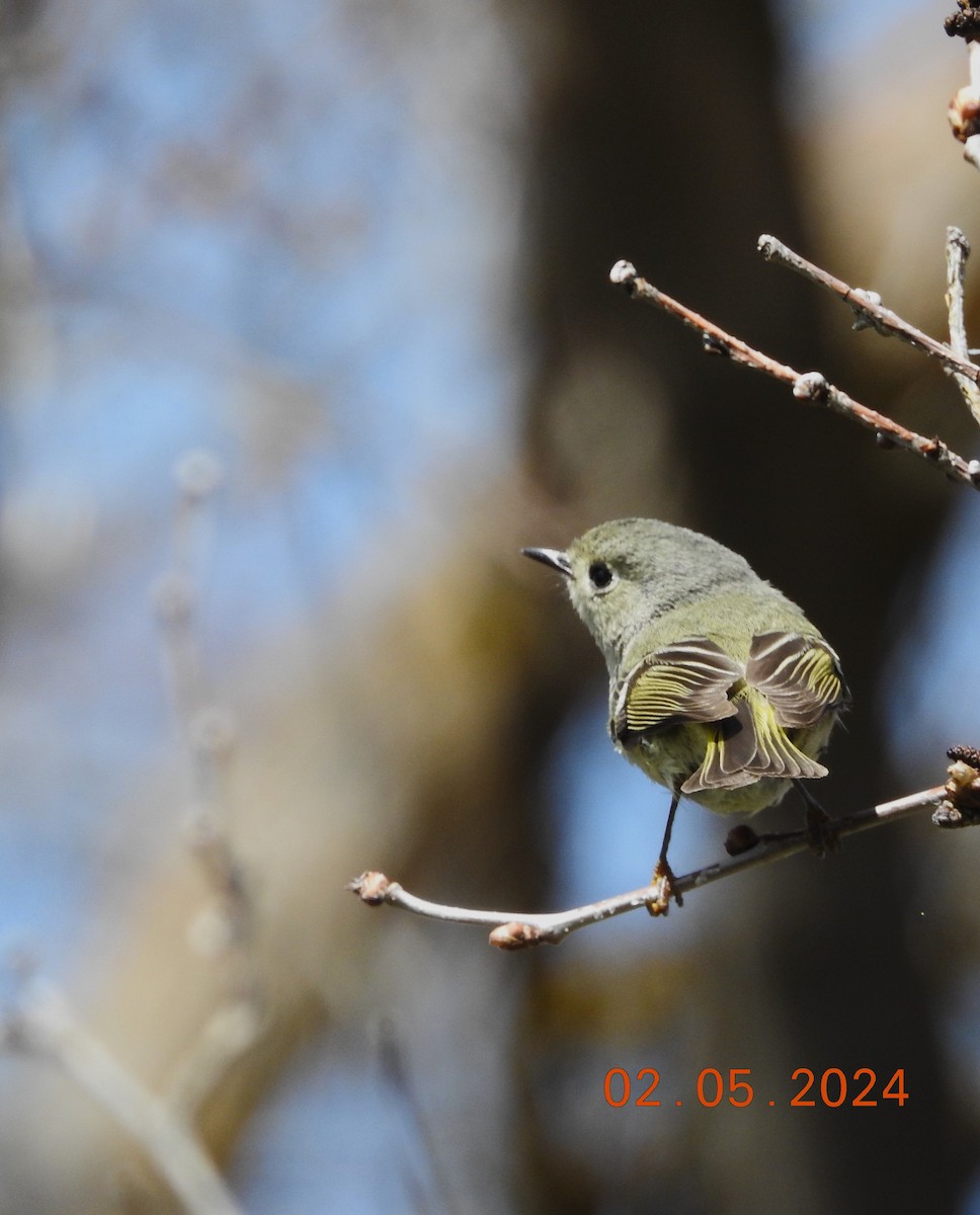 Ruby-crowned Kinglet - dave haupt