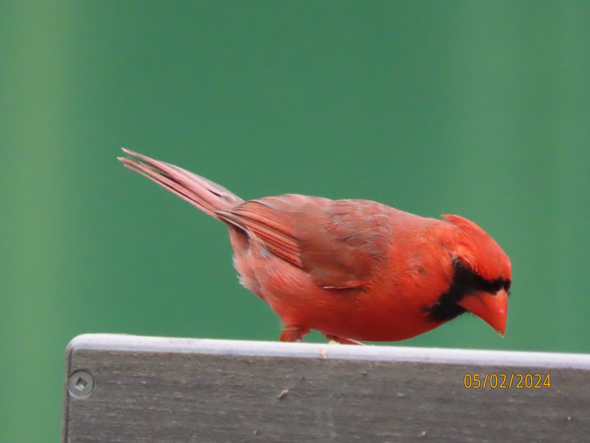 Cardinal rouge - ML618340820