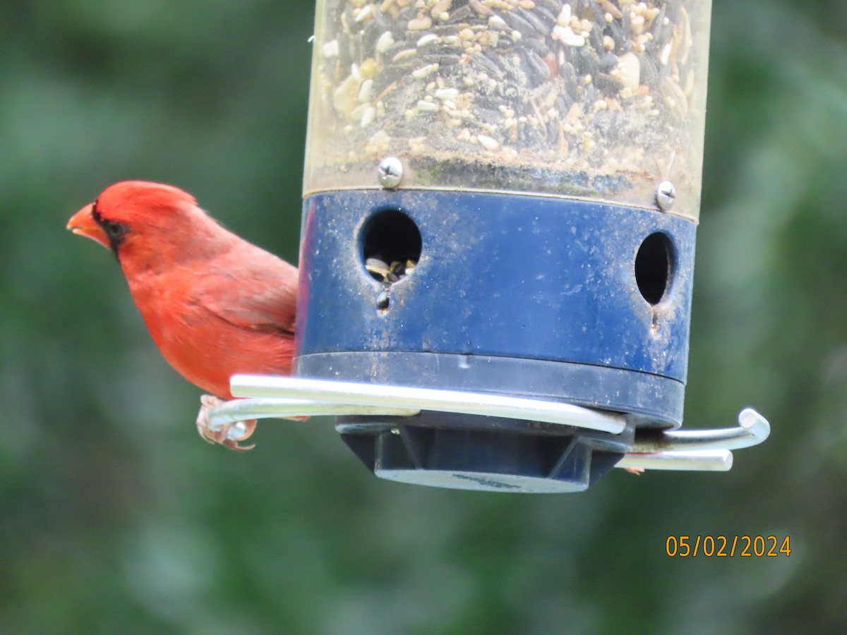 Cardinal rouge - ML618340822