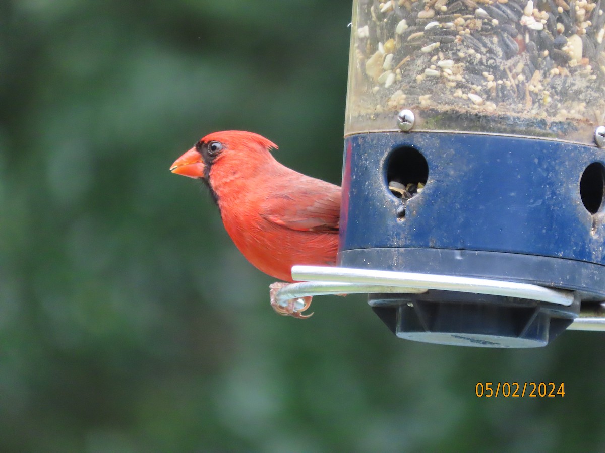 Cardinal rouge - ML618340824