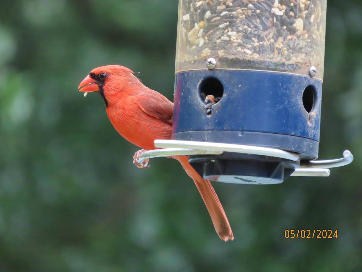 Cardinal rouge - ML618340826