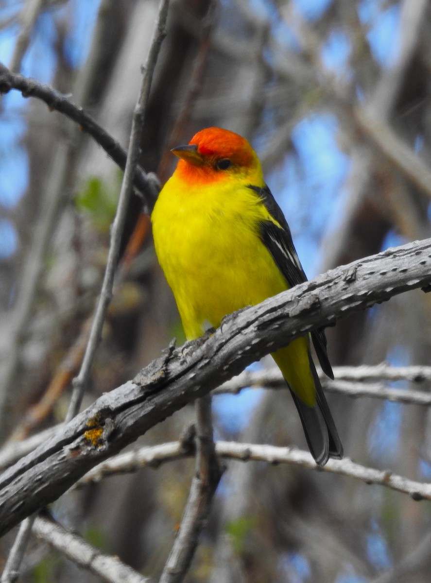 Western Tanager - ML618340838