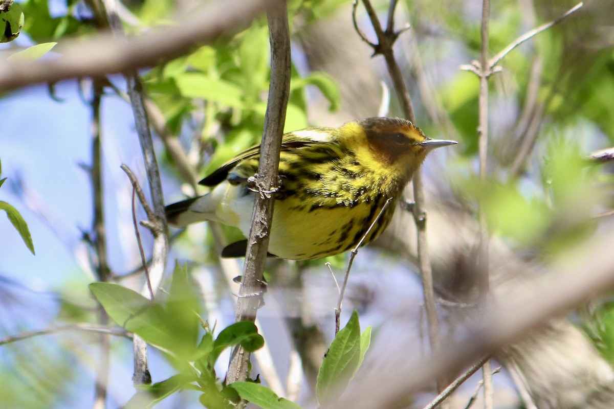 Cape May Warbler - ML618340845