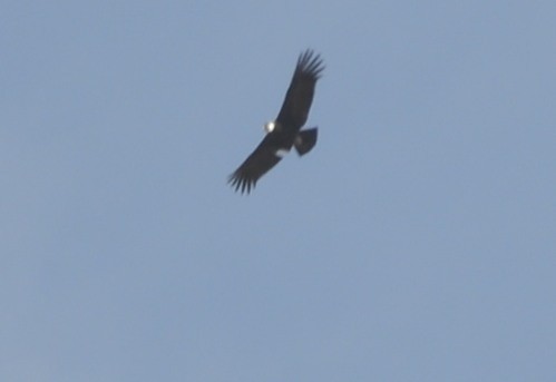 Andean Condor - ML618340854