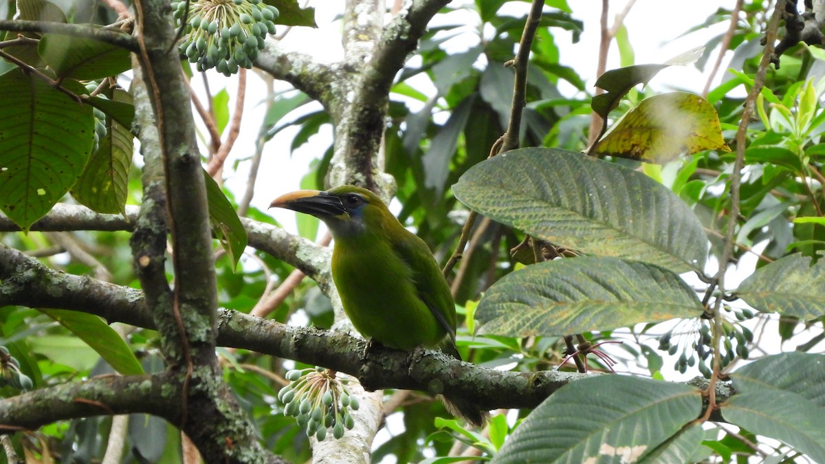 Groove-billed Toucanet - ML618340865