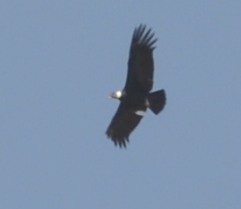 Condor des Andes - ML618340867
