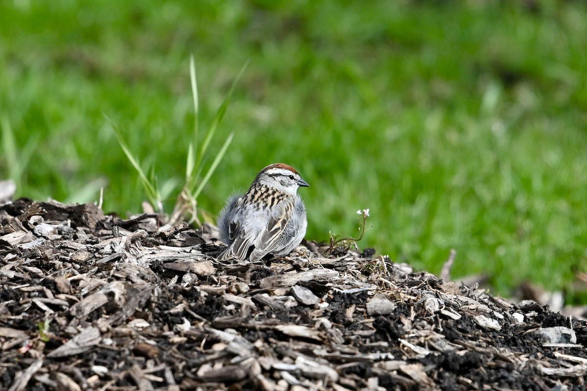 Chipping Sparrow - ML618340890