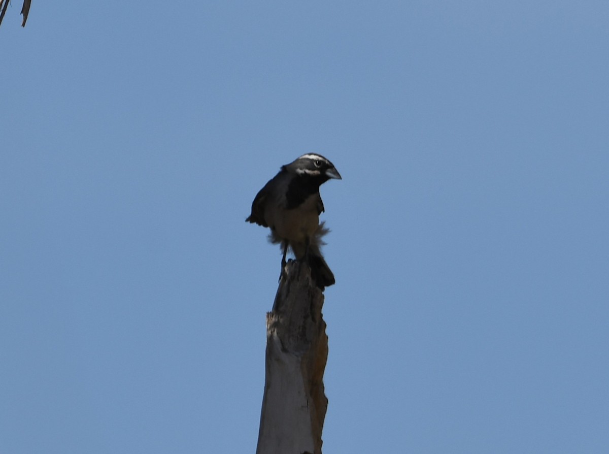 Black-throated Sparrow - ML618340897