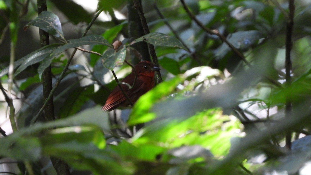 Red-crowned Ant-Tanager - ML618340932