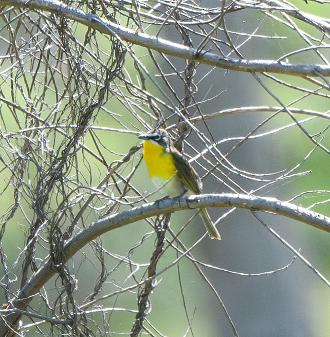 Yellow-breasted Chat - ML618340939