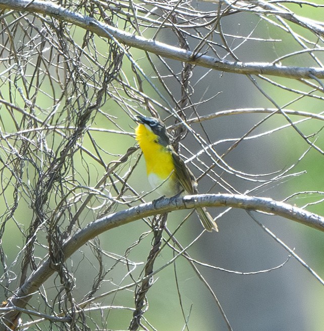 Yellow-breasted Chat - ML618340942