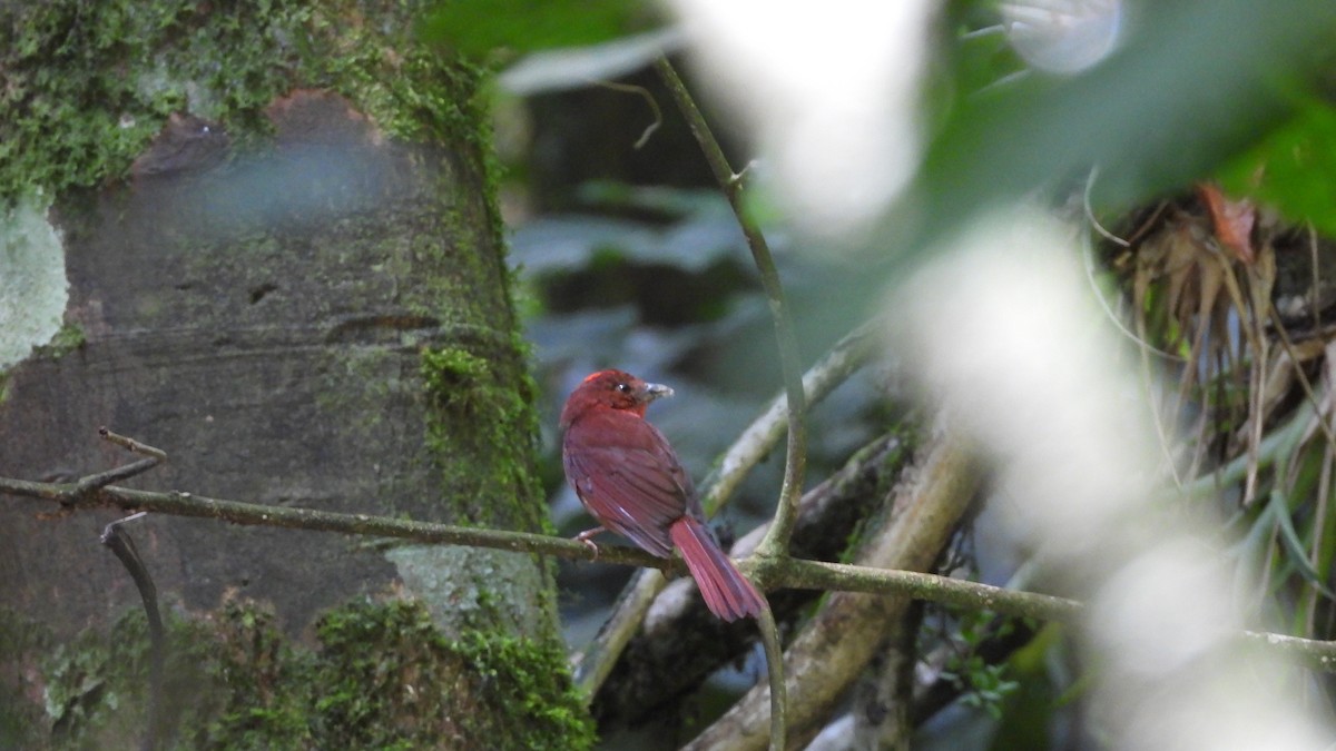 Red-crowned Ant-Tanager - ML618340948
