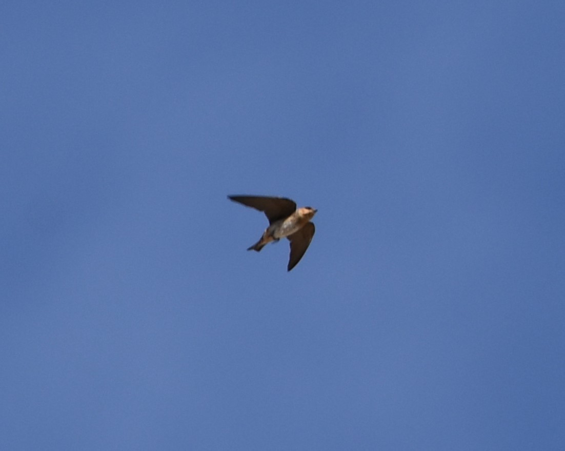 Cave Swallow - ML618340956