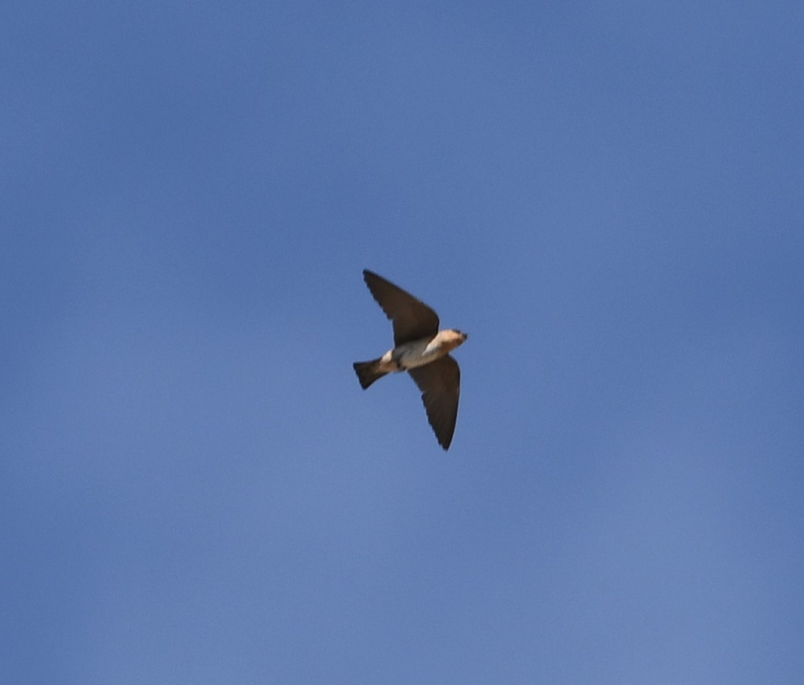 Cave Swallow - ML618340957