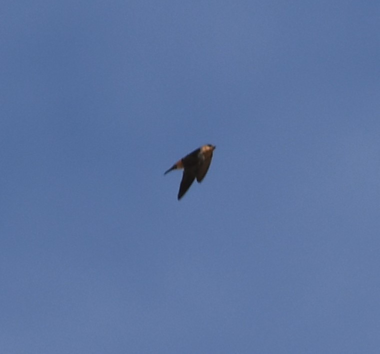 Cave Swallow - ML618340958