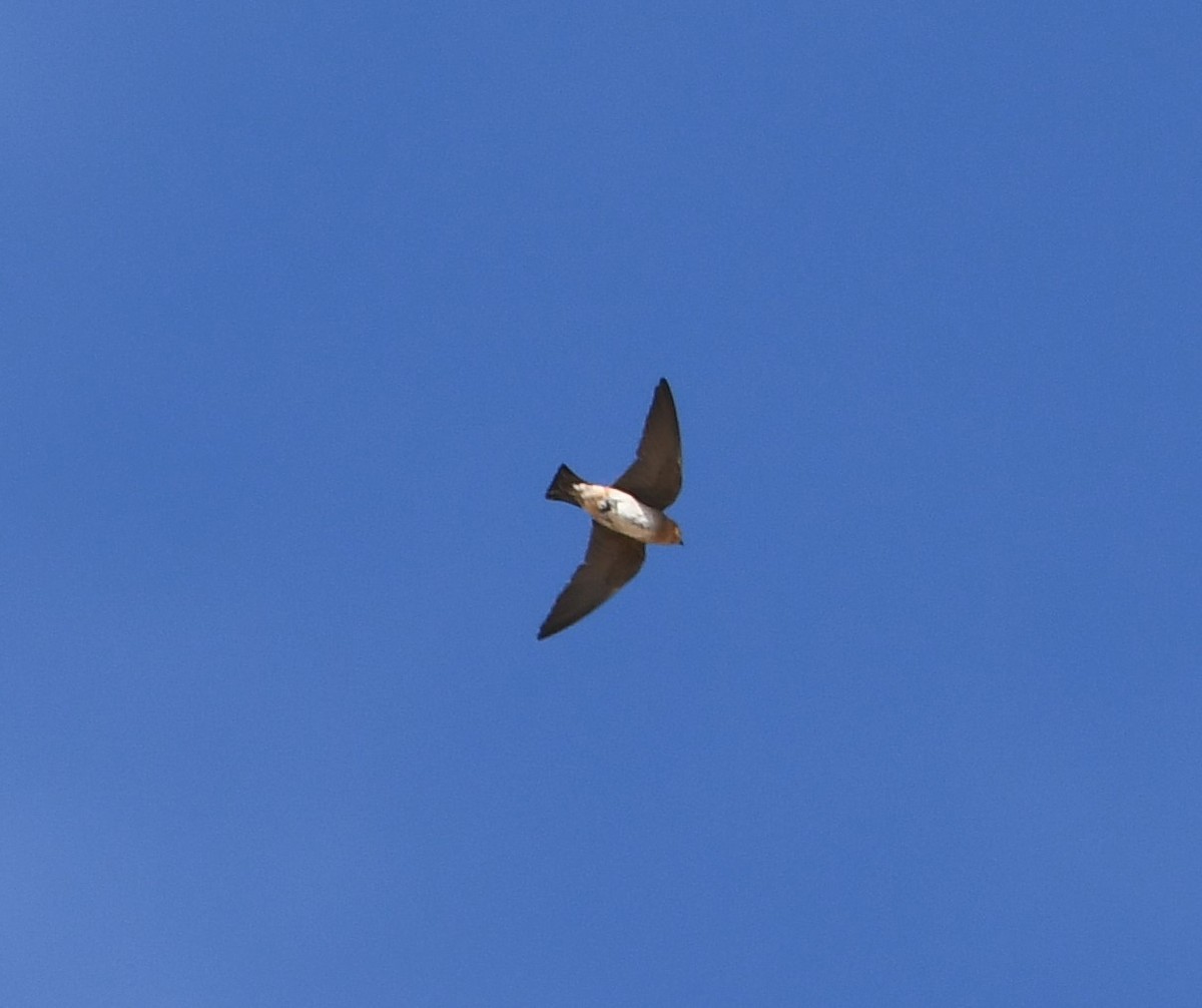 Cave Swallow - ML618340959
