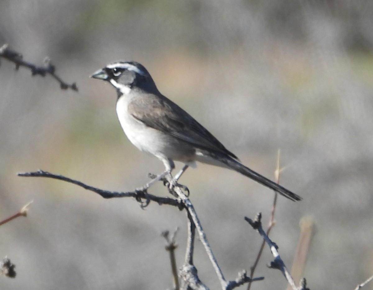 Black-throated Sparrow - ML618340970