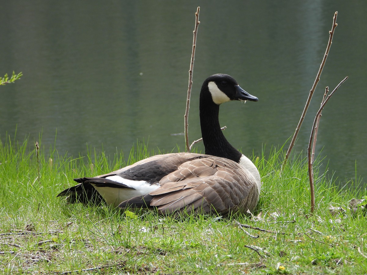 Canada Goose - valerie pelchat