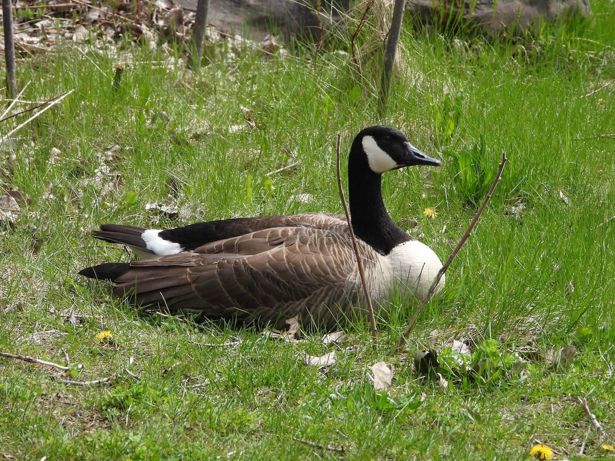 Canada Goose - valerie pelchat