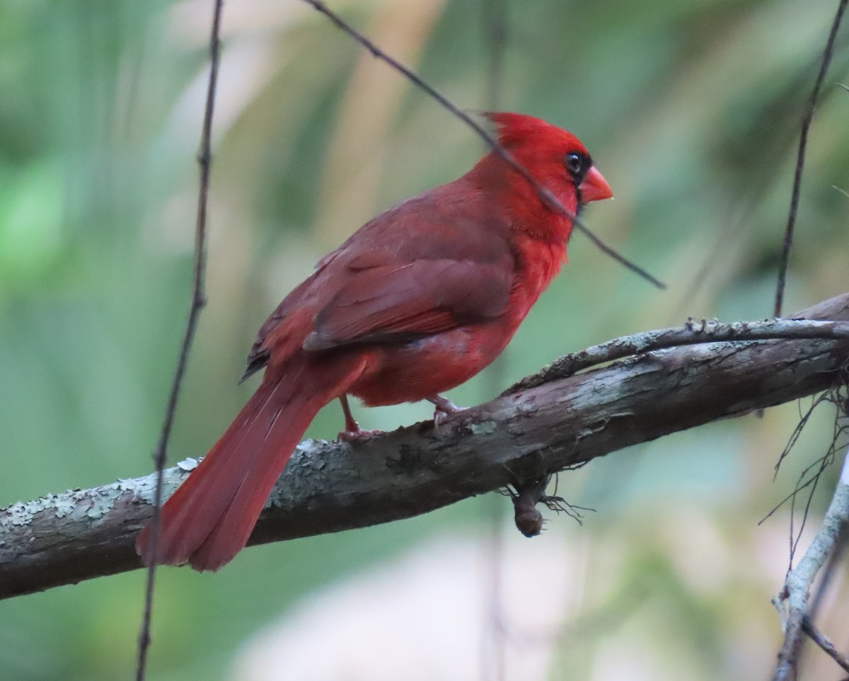 Cardinal rouge - ML618341003